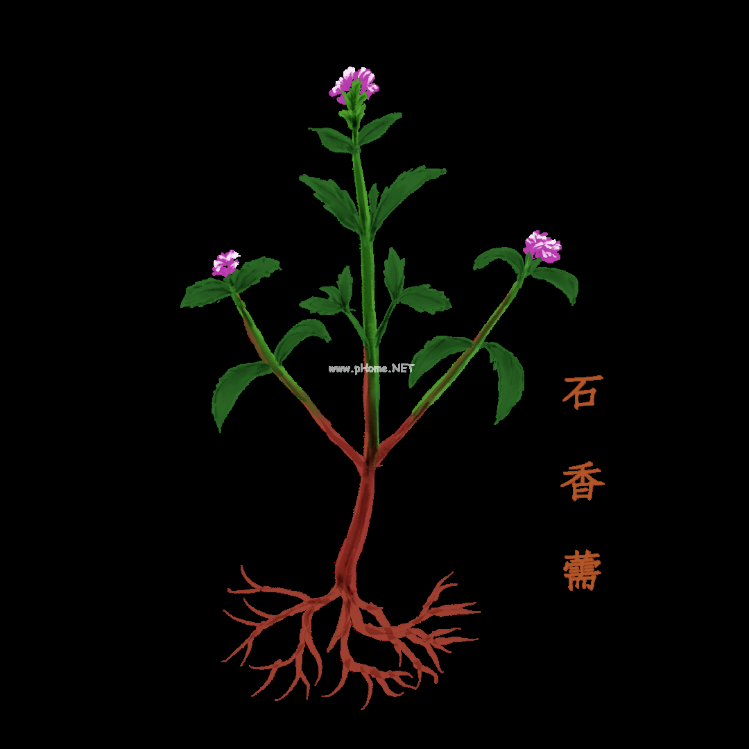 夏至时节话香薷