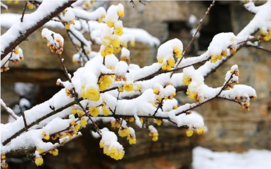 蝶采花成蜡，还将蜡染花腊——记腊梅花