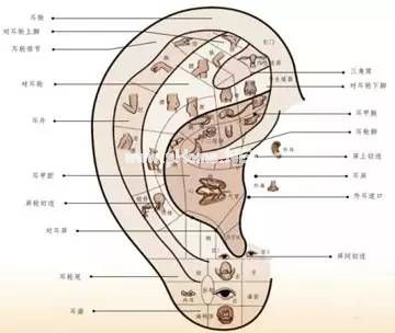 面诊、眼诊、鼻诊、耳诊、唇诊、舌诊、齿诊图...都收集齐了！