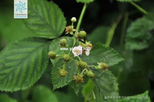 路边好吃的野果子，却是治遗尿、尿频的良药——覆盆子