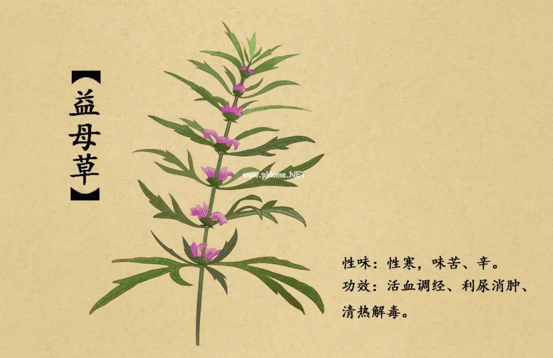 妇女节话“妇科圣药”——益母草