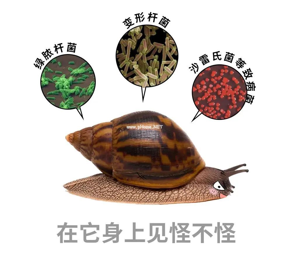 下雨后看到这种动物，千万别碰！立刻弄死！