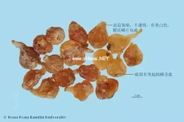 春天里的这个“野蒜”，最适合心血管不好的人吃！
