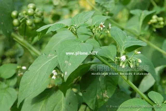 你身边的抗癌“大神”——龙葵