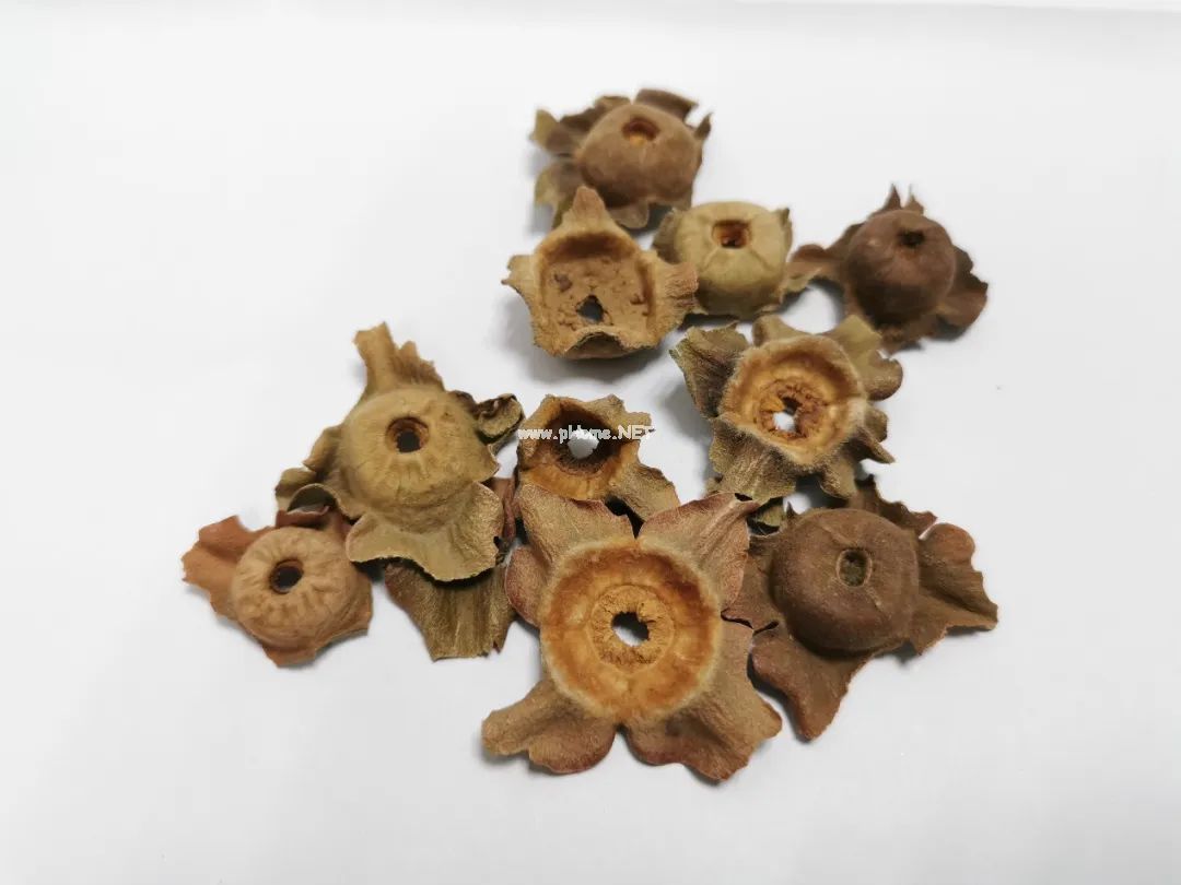 降逆止呃话“柿蒂”