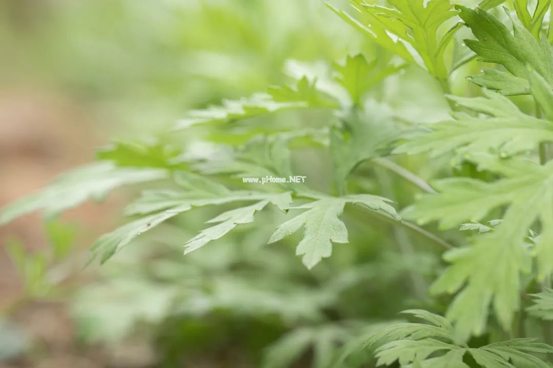 艾草C位出道，摆摊吗？后浪