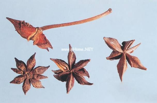 八角茴香药食价值高，“三部曲”辩真伪