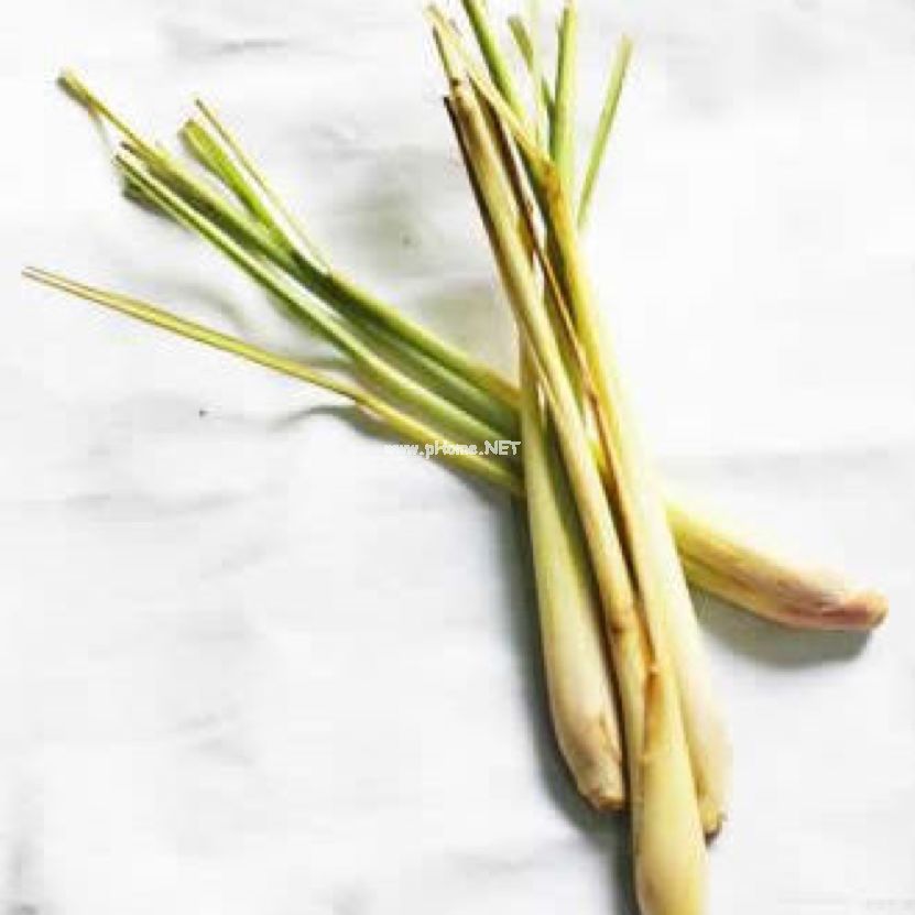 令您回味的中药—香茅