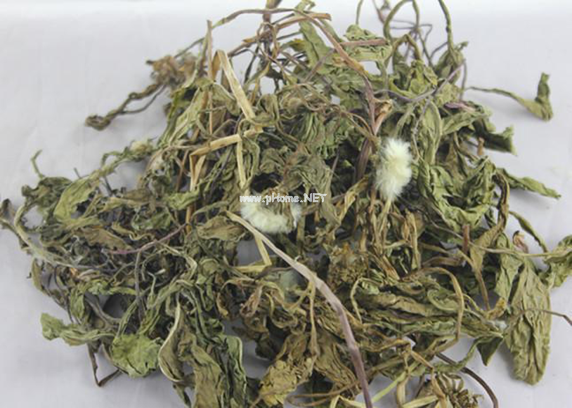 路边的小野花，却被称为“药草皇后”的中草药——蒲公英
