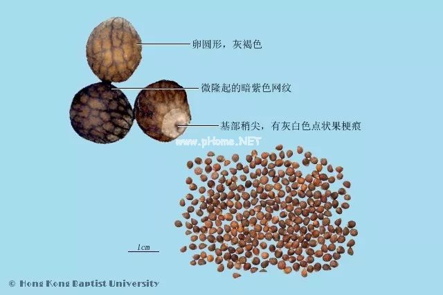 药食同源话紫苏