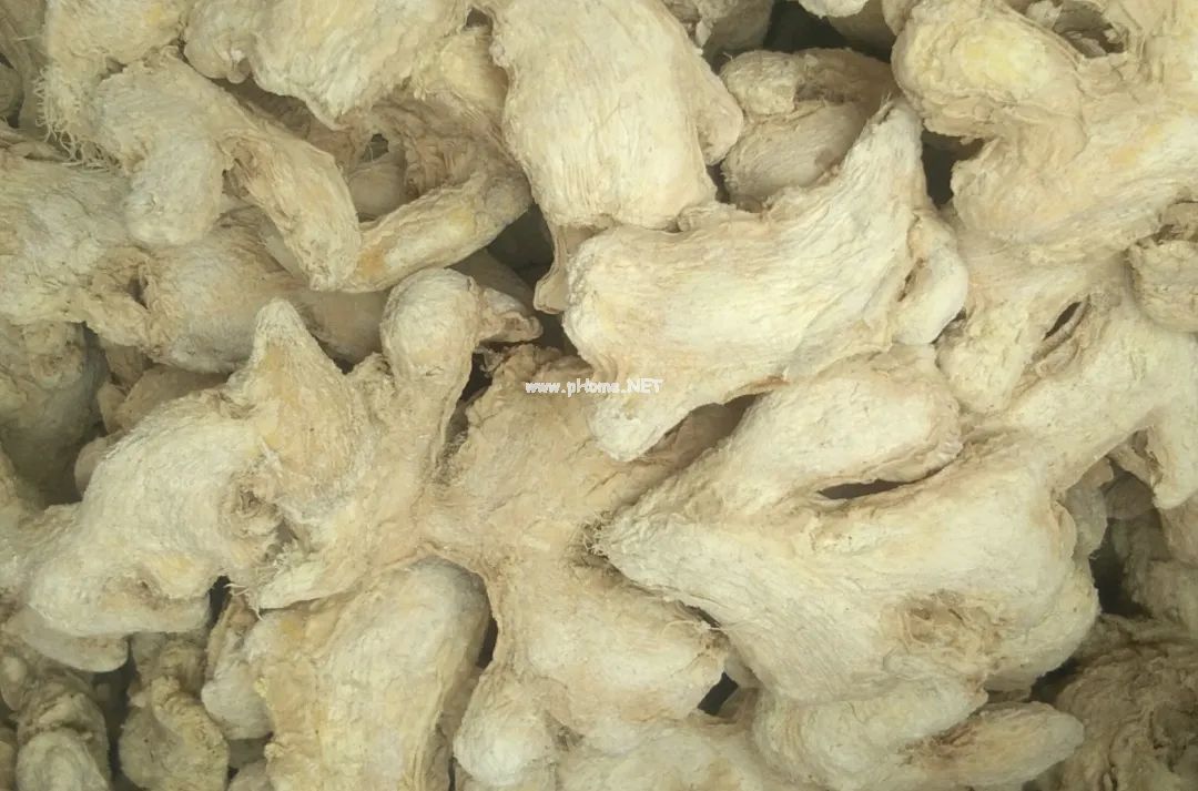 千古温中健脾名方——附子理中丸