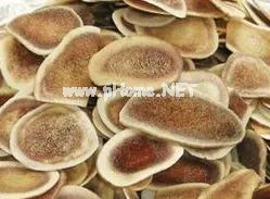 带你认识鹿系列中药饮片之鹿角（片）