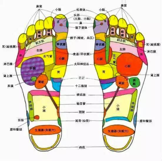 人体五大反射区，有图备查