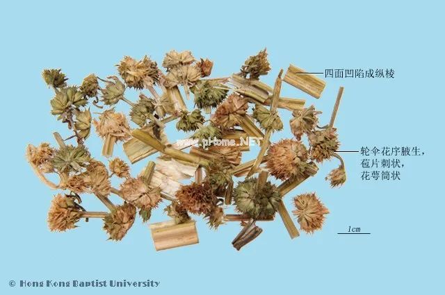 妇女节话“妇科圣药”——益母草