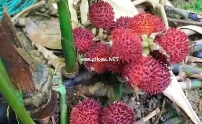 砂仁治牛瘟，也能治人病，香味浓郁...真是一个大宝贝！