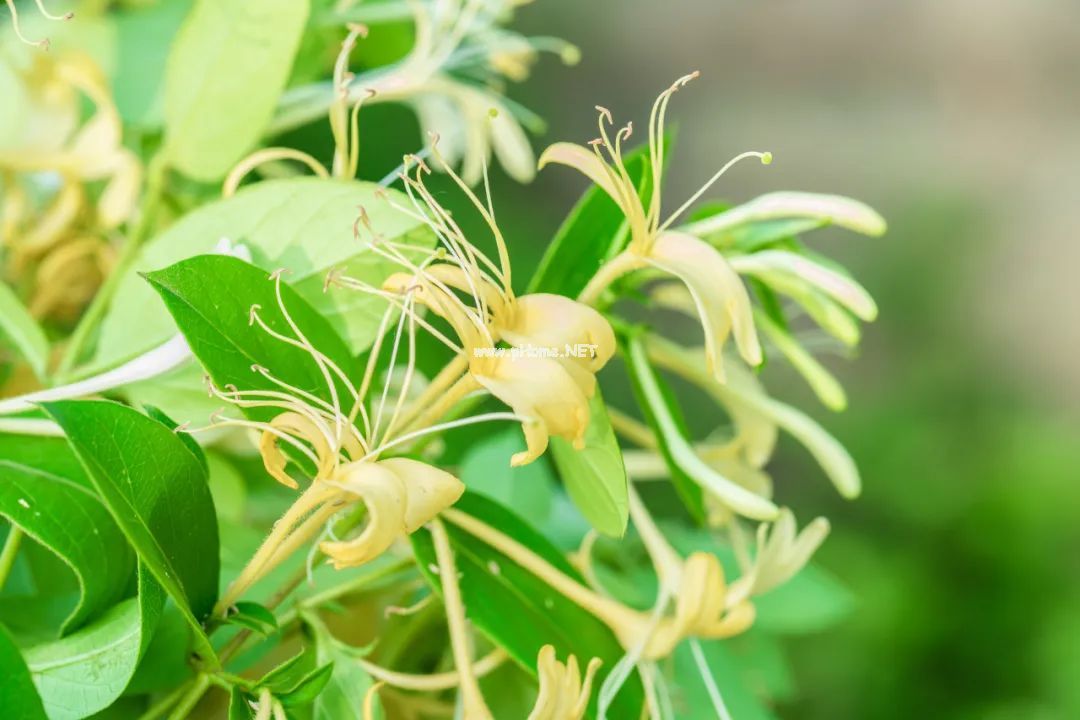 清热解毒用双花——金银花