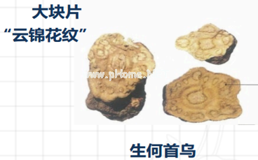 怎样使用何首乌才会安全？