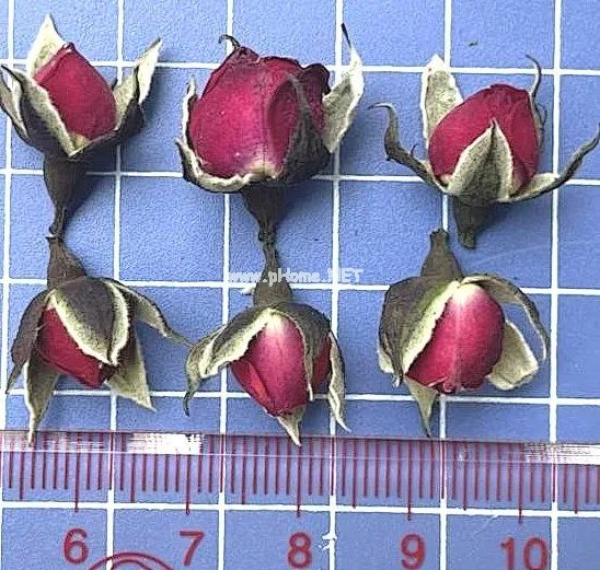 520表白日：带你认识玫瑰花与月季花
