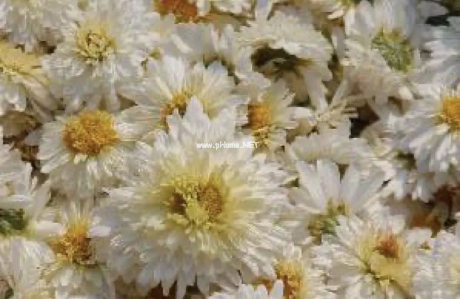 金秋话菊——泡茶中药菊花，你会选吗?