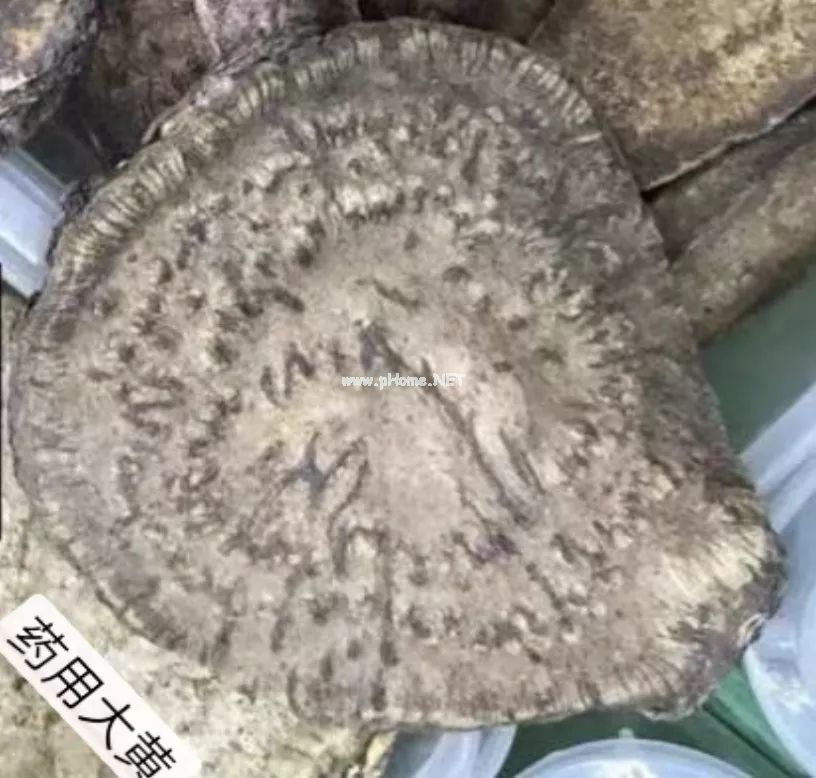 有一味中药叫“将军”，你知道它的功效吗？