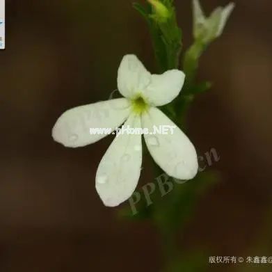 踏青寻宝，可识“草中黄金”？
