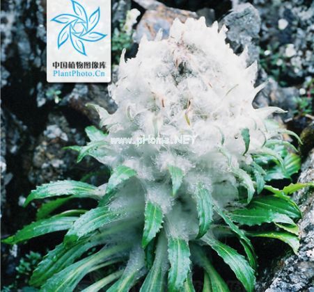 带您走近传说中的“天山雪莲”