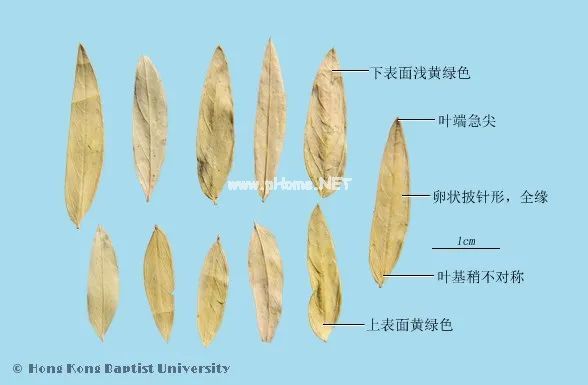 肠道清洁小能手——番泻叶
