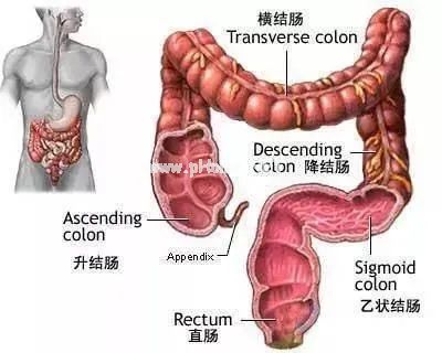 孩子便秘拉不出,竟然是肠子“太长”? 孩子便秘拉不出,竟然是肠子“太长”?