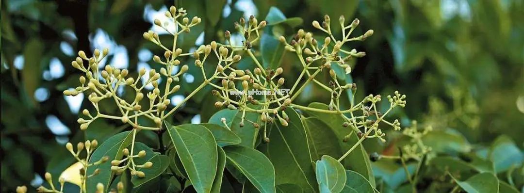 孩子感冒还在用抗生素？这种植物精油你要知道！