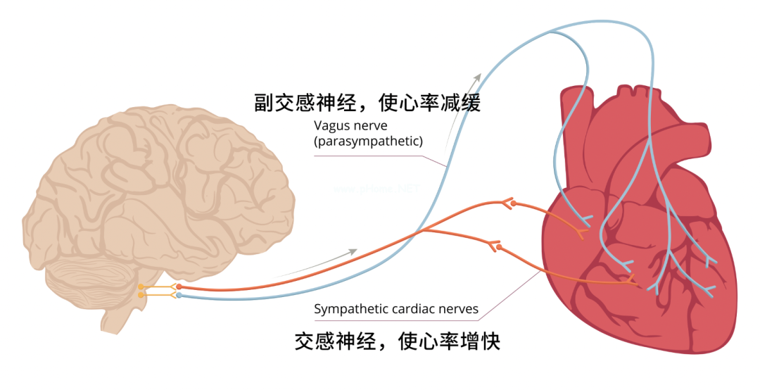 孩子为什么精力旺盛、不知道累？原因终于找到了！