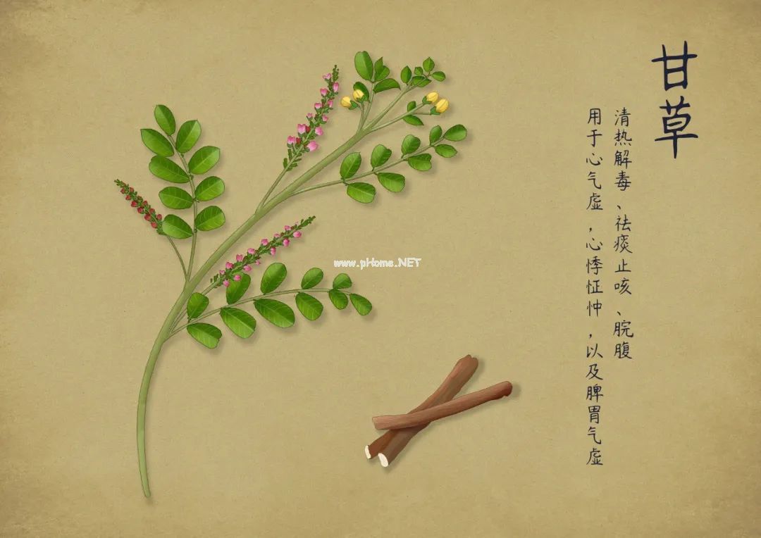 不值钱！却被称为“国老”的中药，它就是调和众药的——甘草