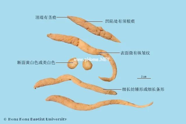 【太子参】这款被列为保健食品的中药材，大人小孩都爱