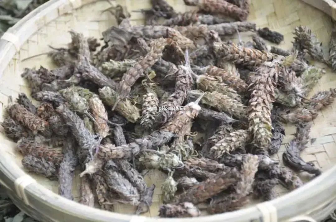神奇的夏枯草，可治这3种病