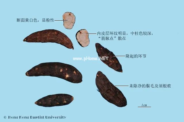 被李时珍誉为