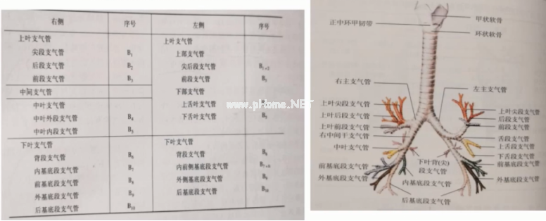 胸部CT6大基本点+8大征象，一节课理清！