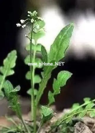 宁吃荠菜鲜，不与灵丹换