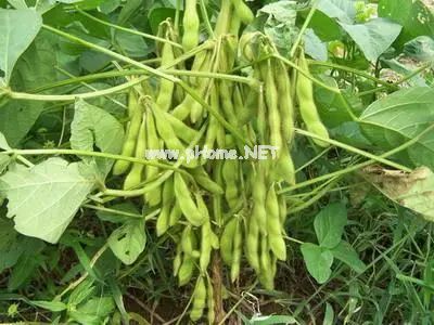 “万豆之王” ——营养高蛋白，补脾又润燥
