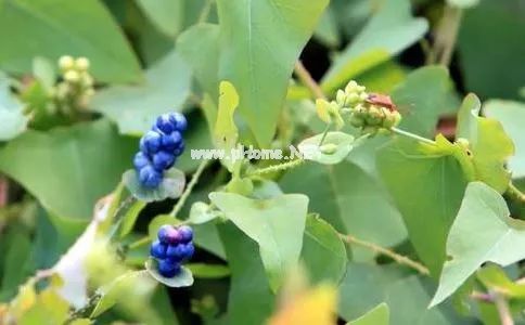 带状疱疹（蛇缠腰），只需一味草药，治标又治本
