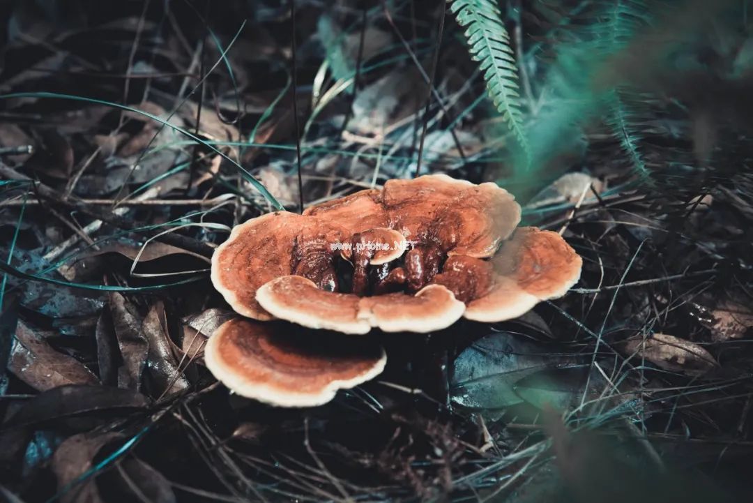 看完这个药，人参都不香了