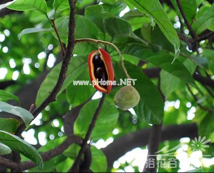 “美人胚子”—凤眼果