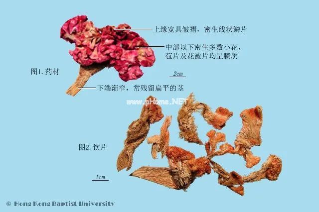 路边随处可见的鸡冠花，原来是个药食两用的好药材