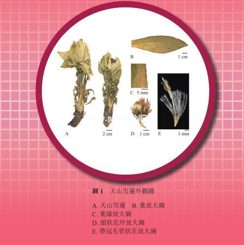 带您走近传说中的“天山雪莲”