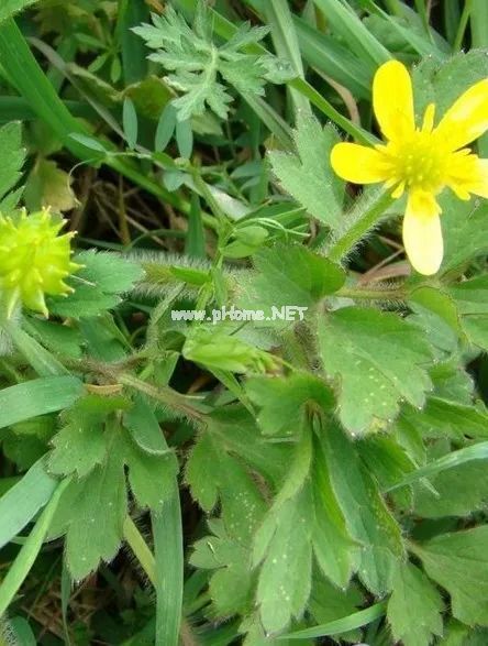 它长得像猫爪子，却是一味治疗结节的良药