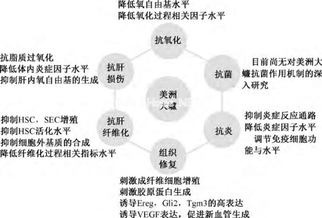 原来蟑螂也做药！一起来了解下有故事的“美洲大蠊”