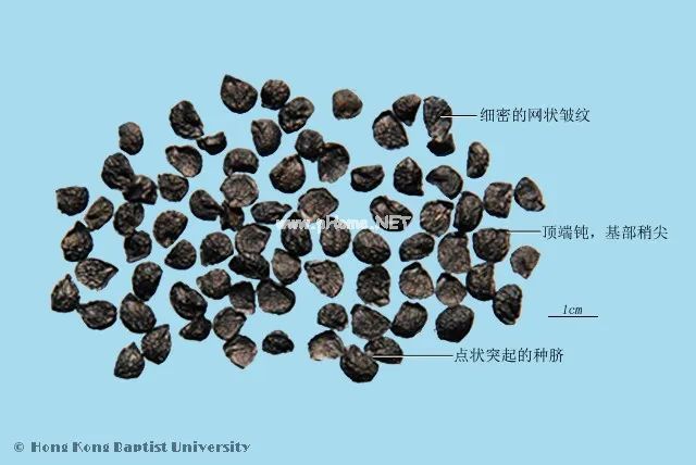 这味蔬菜被称为“壮阳草”，最适合春天吃