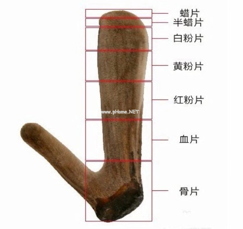 鹿茸滋补，并非人人受用