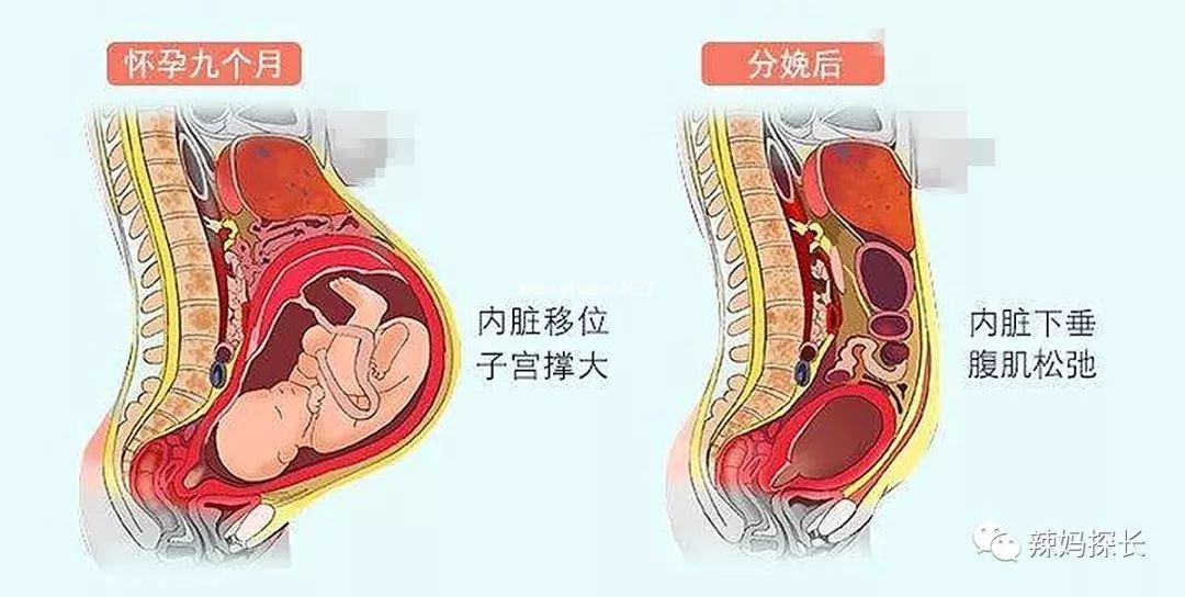 产后的2小时，产妇体内会发生啥变化？看完3D图，心疼女性