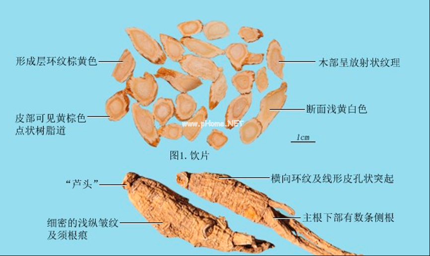 所有的“参”都是用来补的吗？用“参”补身有学问！