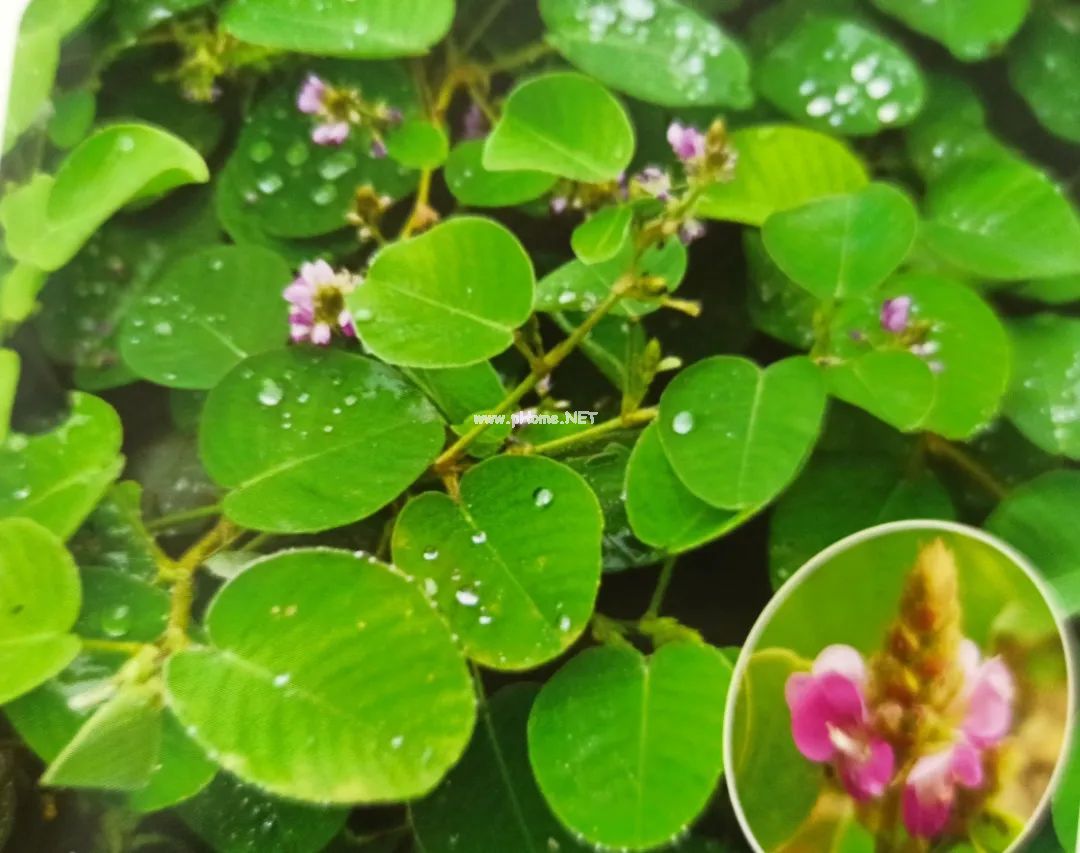 治疗结石少不了它——金钱草