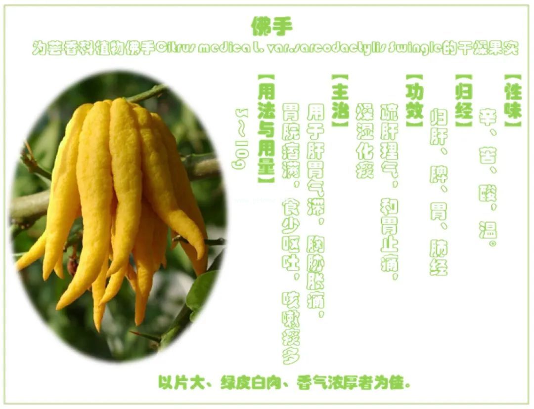 佛手 VS 佛手瓜，一字之差却大有不同！